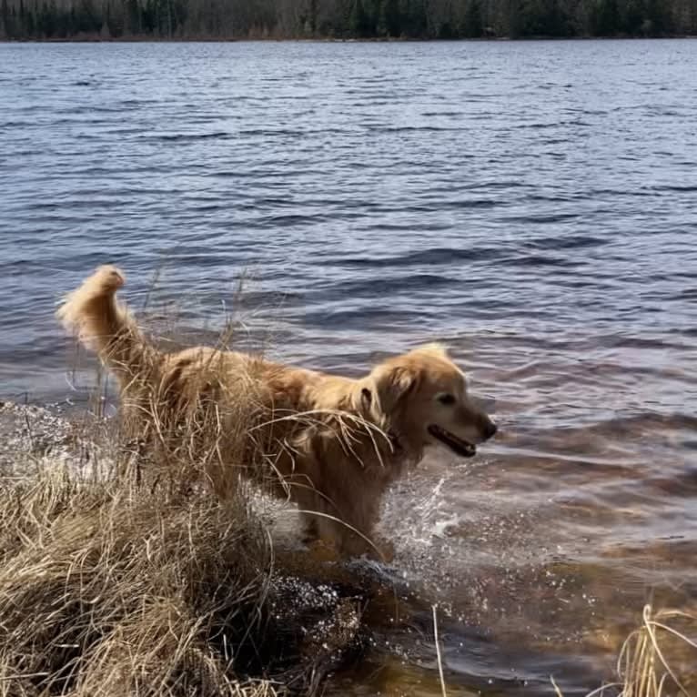 Timber “Gross Manor’s I’ll Be The One You Won’t Forget”, a Golden Retriever tested with EmbarkVet.com