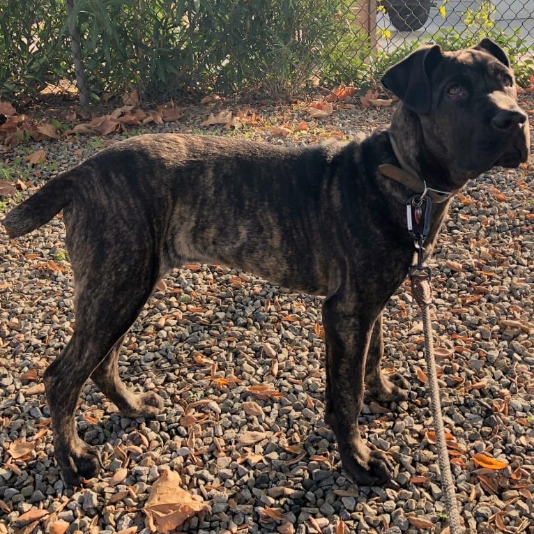 Artie, a Cane Corso tested with EmbarkVet.com