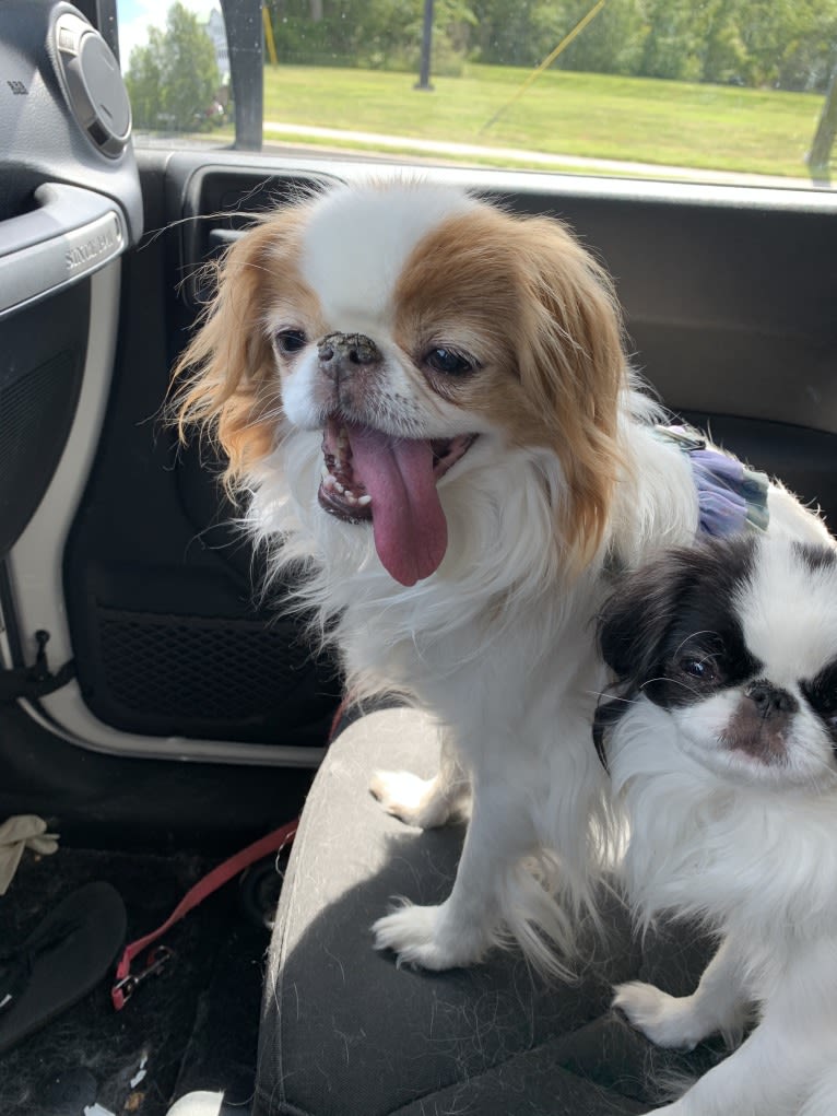 Lily, a Japanese Chin tested with EmbarkVet.com