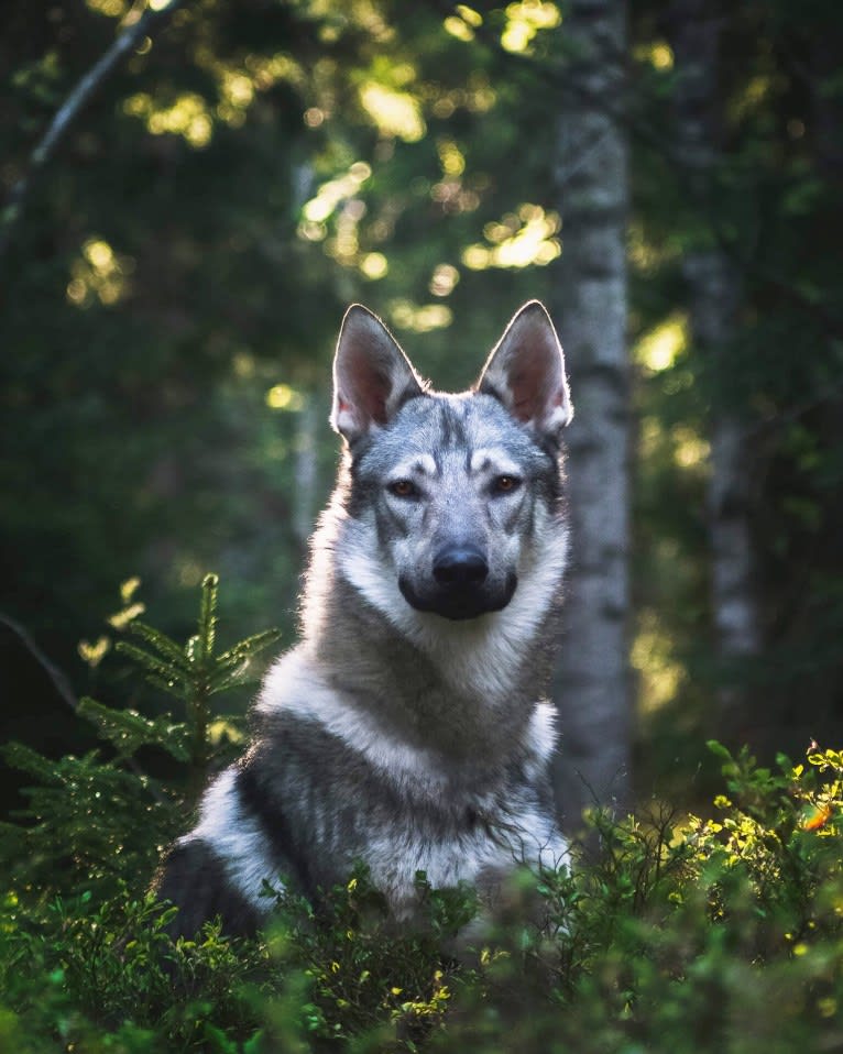 Olav, a Czechoslovakian Vlcak and German Shepherd Dog mix tested with EmbarkVet.com