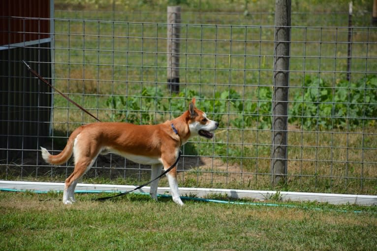 Joe, a Carolina Dog tested with EmbarkVet.com