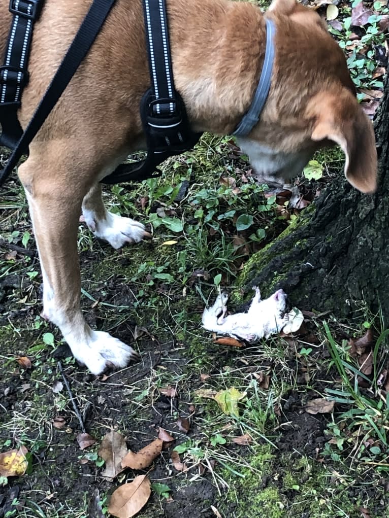 Stanley, a Mountain Cur tested with EmbarkVet.com