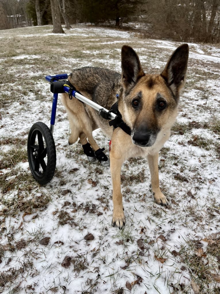 Huttser, a German Shepherd Dog tested with EmbarkVet.com