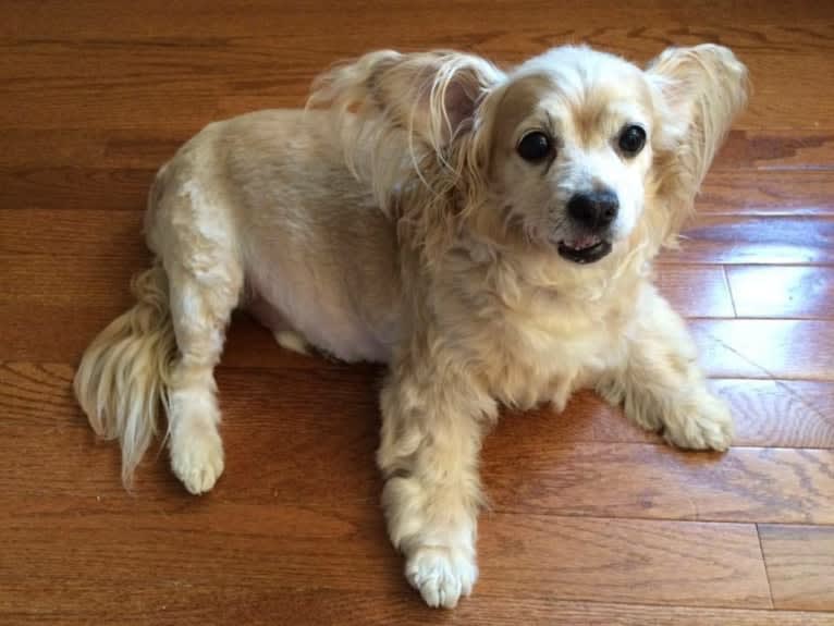 Sunny, a Cocker Spaniel and Chihuahua mix tested with EmbarkVet.com