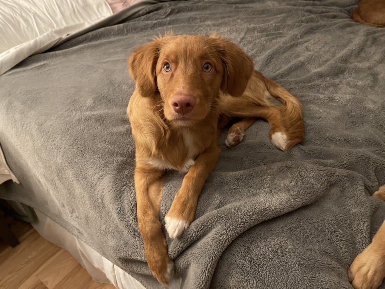 Saranac’s Gracious Gift “Rowdy”, a Nova Scotia Duck Tolling Retriever tested with EmbarkVet.com