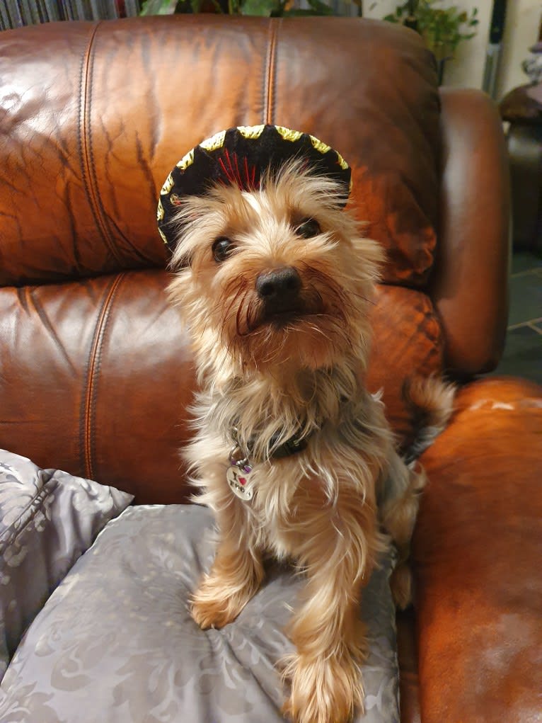 Bangsi, a Silky Terrier tested with EmbarkVet.com