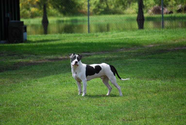 Cypress, an American Bully and American Pit Bull Terrier mix tested with EmbarkVet.com