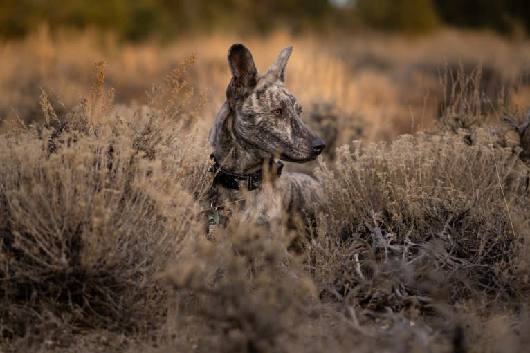 Molly, a Formosan Mountain Dog tested with EmbarkVet.com