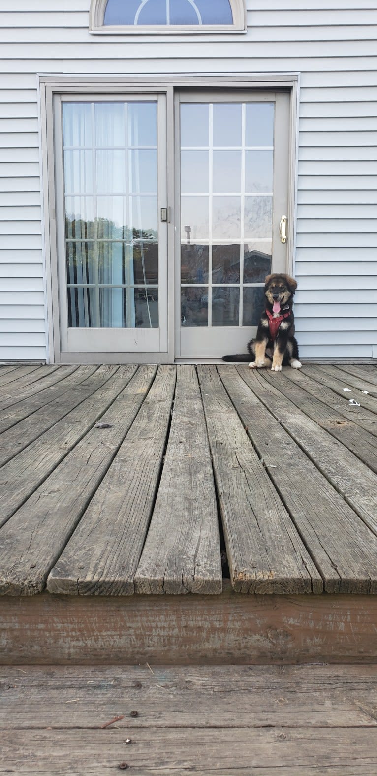 Athena, an Alaskan Malamute and Bernese Mountain Dog mix tested with EmbarkVet.com