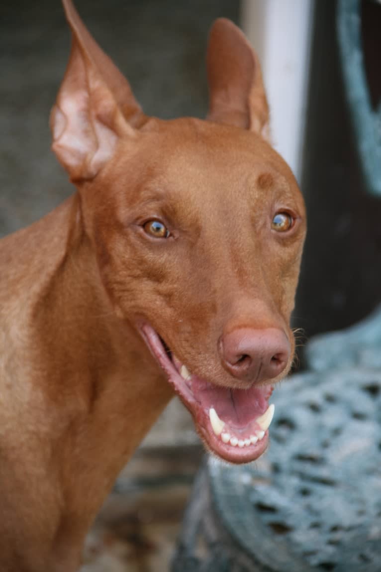 Guzi, a Pharaoh Hound tested with EmbarkVet.com