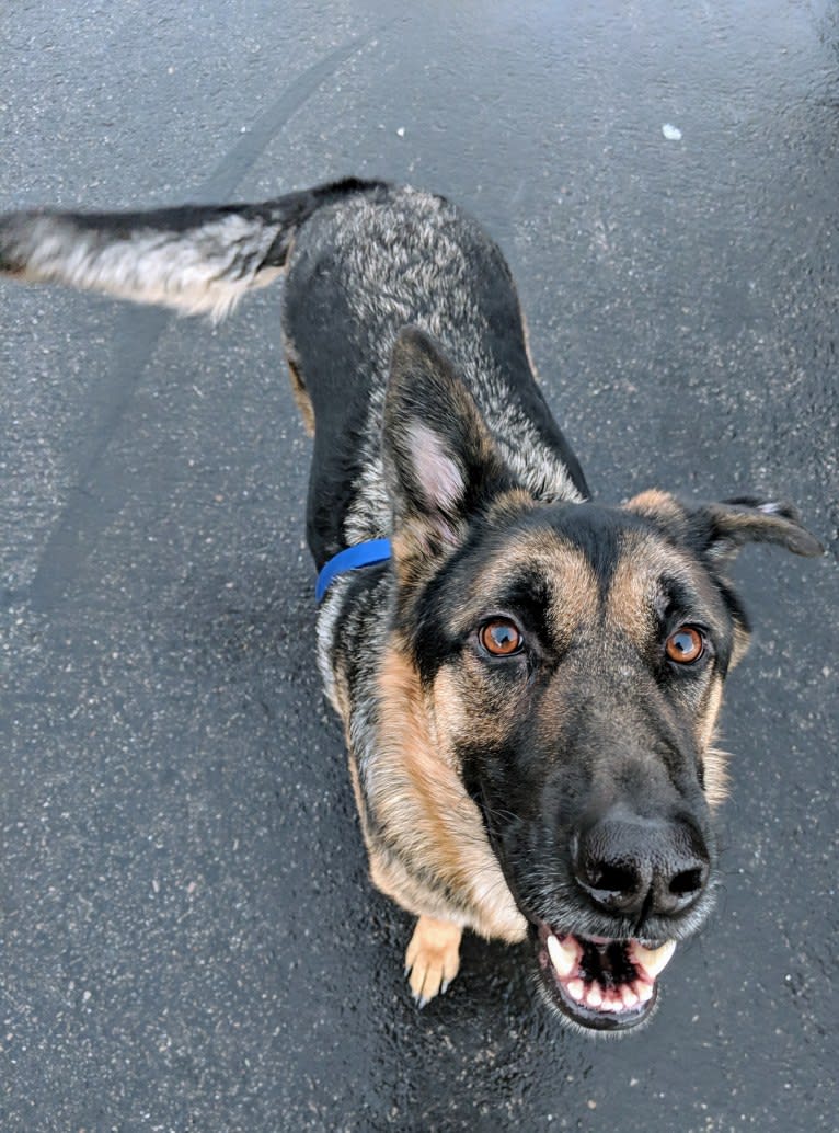 Brutus, a German Shepherd Dog and Samoyed mix tested with EmbarkVet.com