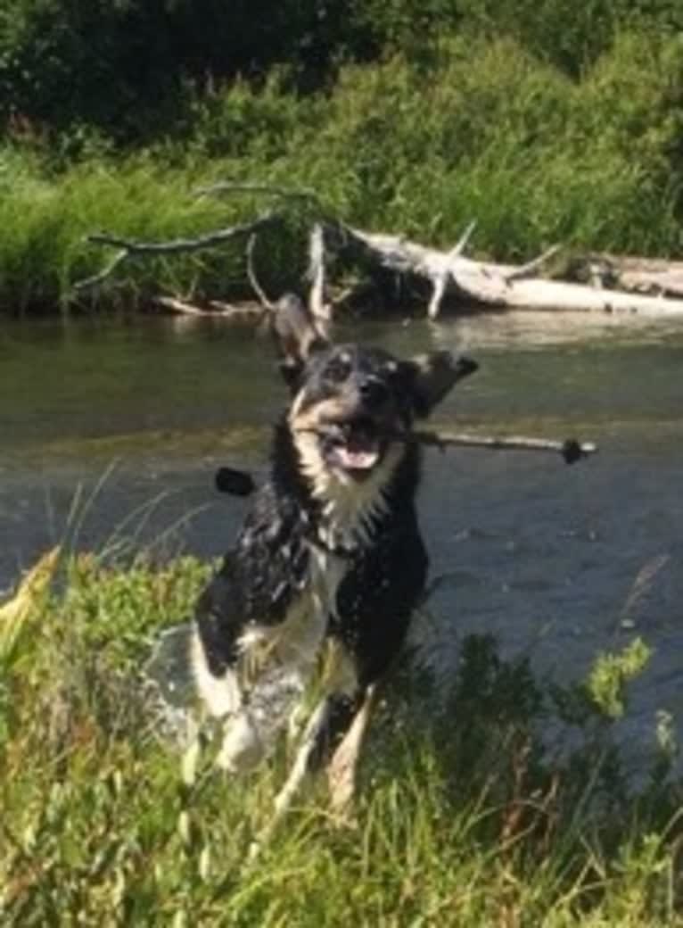 Ollie, a Border Collie tested with EmbarkVet.com