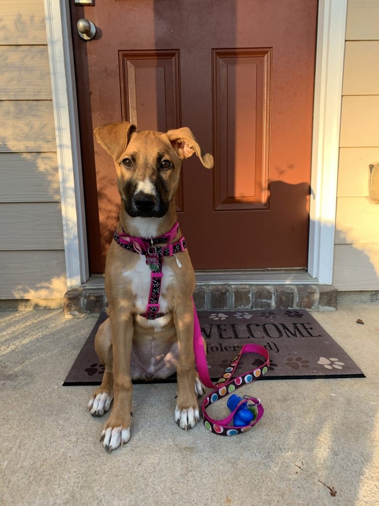 Brownie, an American Pit Bull Terrier and German Shepherd Dog mix tested with EmbarkVet.com