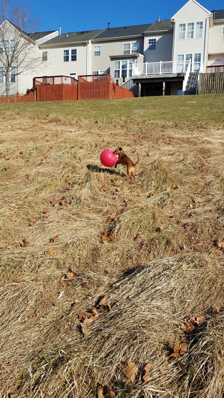 Pip, a Miniature Pinscher and Chihuahua mix tested with EmbarkVet.com