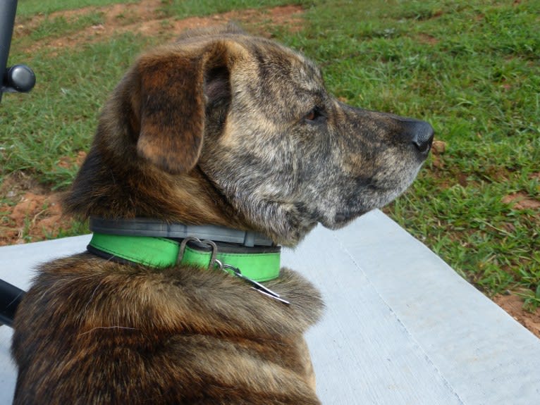 Roadie, a Labrador Retriever and Rottweiler mix tested with EmbarkVet.com