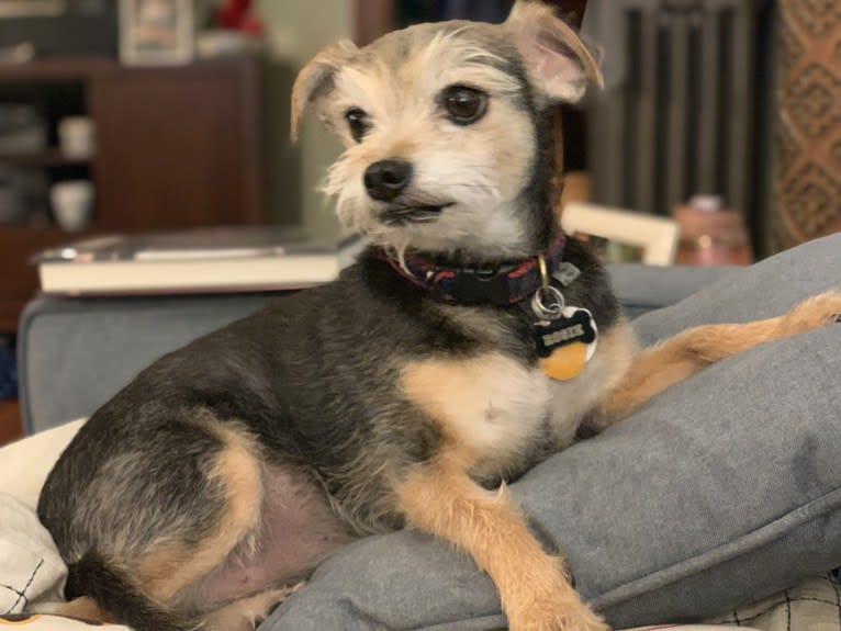 Rosie, a Yorkshire Terrier and Chihuahua mix tested with EmbarkVet.com