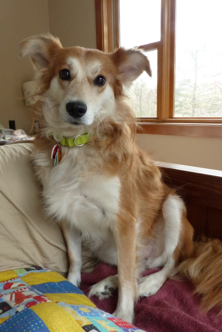 Kaylee, a Labrador Retriever and Samoyed mix tested with EmbarkVet.com