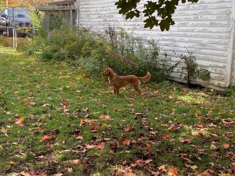 Casio, a Nova Scotia Duck Tolling Retriever tested with EmbarkVet.com