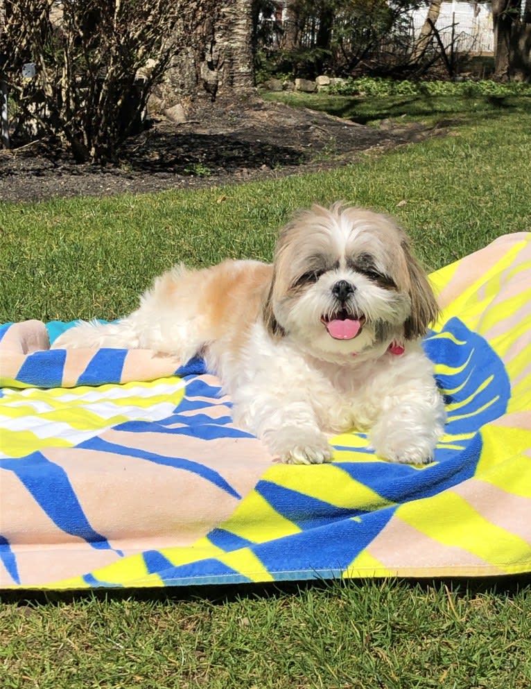 Zoe, a Shih Tzu tested with EmbarkVet.com