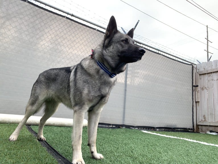 Smokey, a Norwegian Elkhound tested with EmbarkVet.com