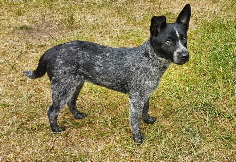 Juniper, an Australian Cattle Dog tested with EmbarkVet.com