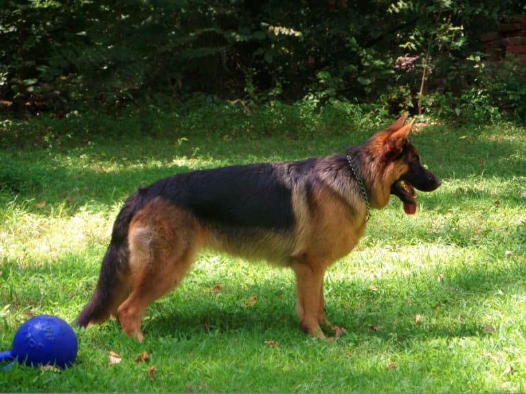 Cheyenne, a German Shepherd Dog tested with EmbarkVet.com