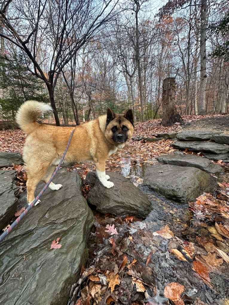Rocky, an Akita tested with EmbarkVet.com