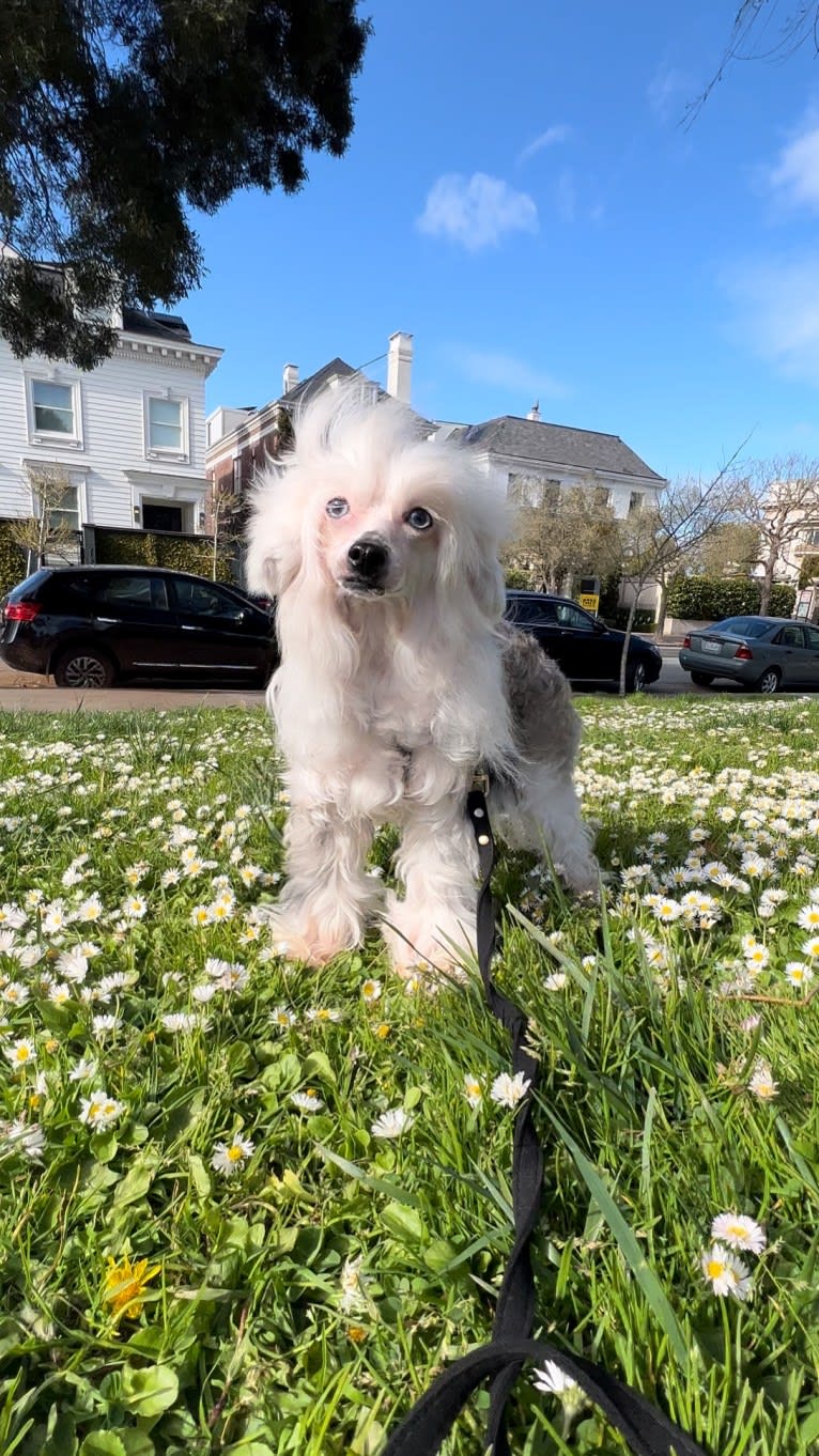 AshLee, a Chinese Crested tested with EmbarkVet.com