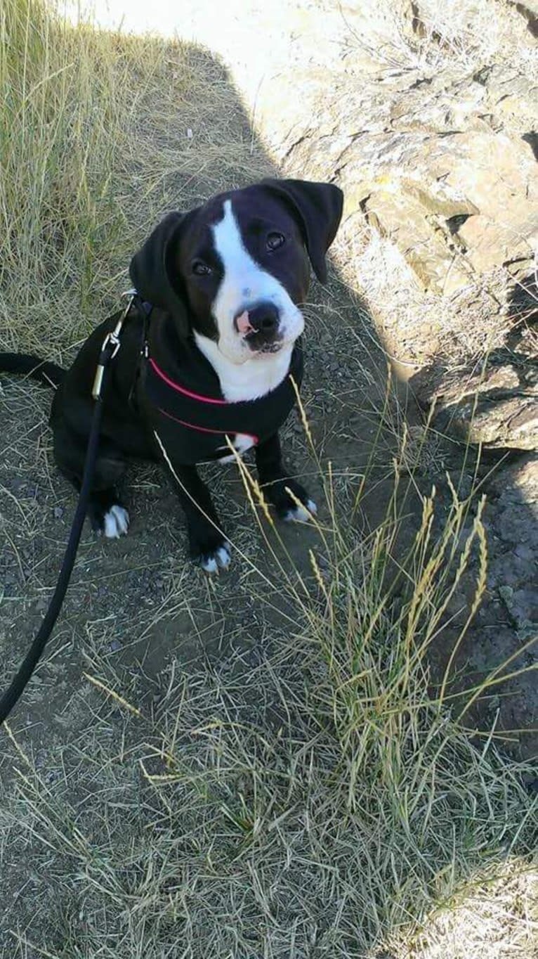 Kona, an American Bully and Bernese Mountain Dog mix tested with EmbarkVet.com