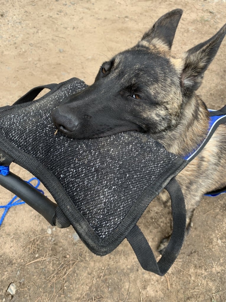 Jaeger des las Flores, a Dutch Shepherd tested with EmbarkVet.com