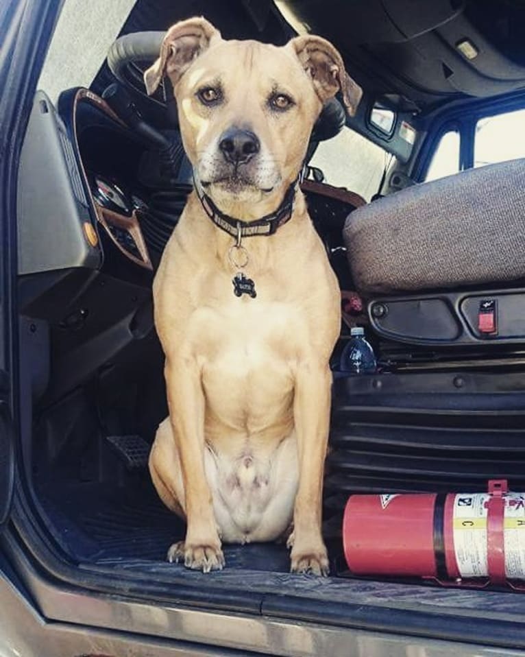 Davis, an American Pit Bull Terrier and Siberian Husky mix tested with EmbarkVet.com