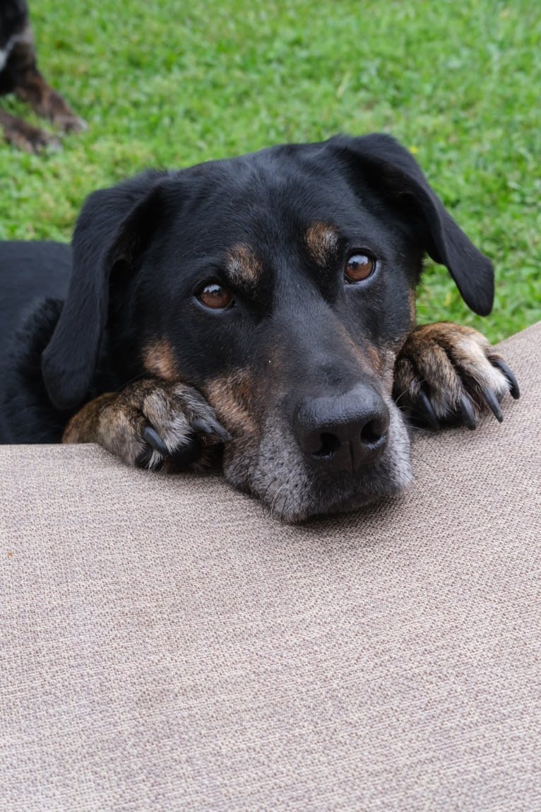 Talon, a Labrador Retriever and Treeing Walker Coonhound mix tested with EmbarkVet.com