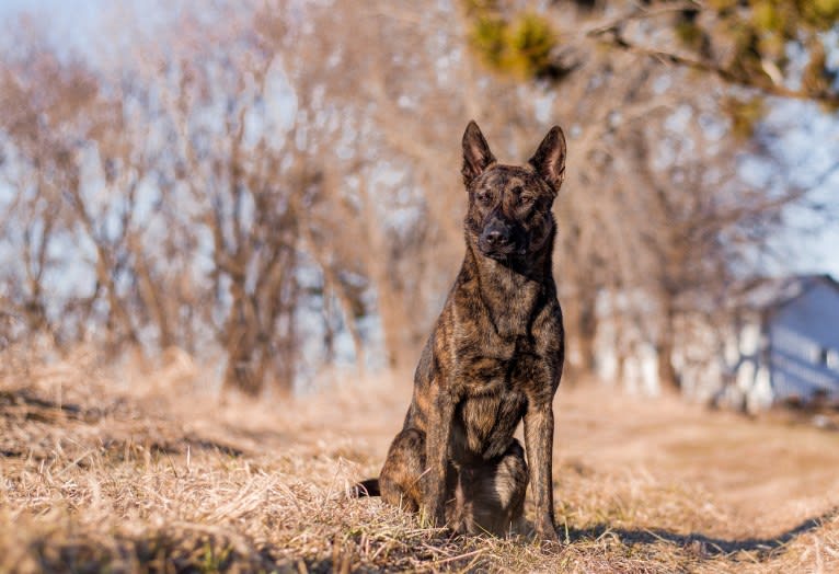 Rogue, a Dutch Shepherd tested with EmbarkVet.com