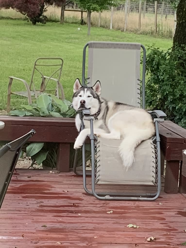 Romeo, a Siberian Husky and Alaskan Malamute mix tested with EmbarkVet.com