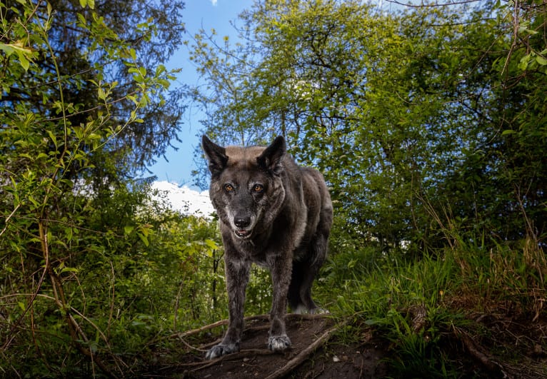 Tanis, an European Village Dog tested with EmbarkVet.com