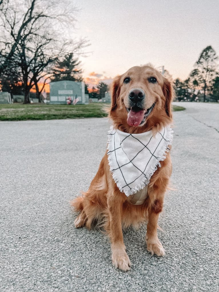 Marley, a Golden Retriever tested with EmbarkVet.com