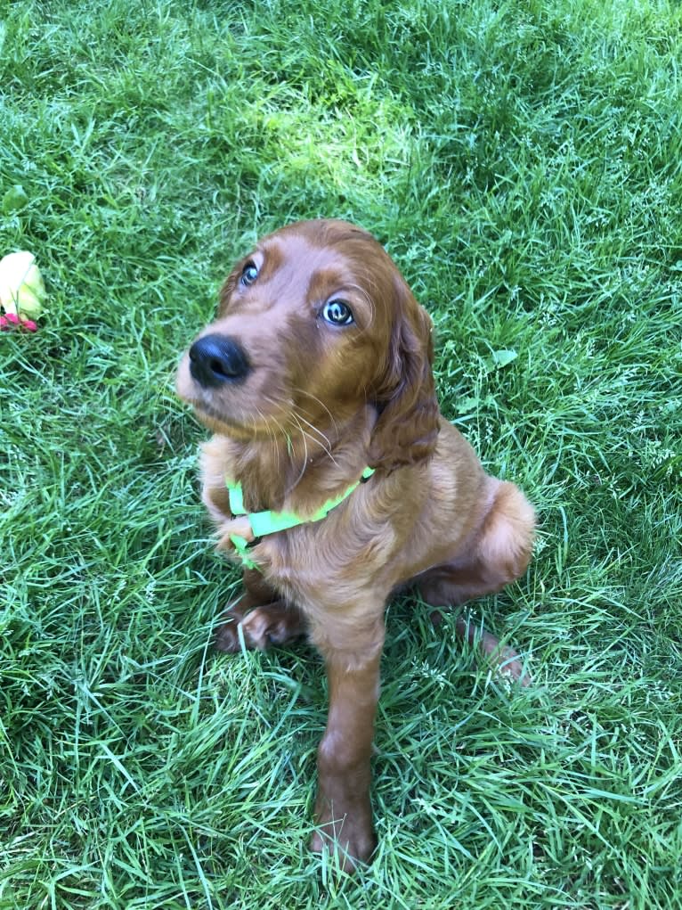 Riley Oisín, an Irish Setter tested with EmbarkVet.com