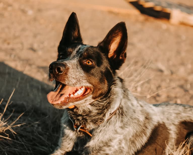 Bruce, an Australian Cattle Dog tested with EmbarkVet.com