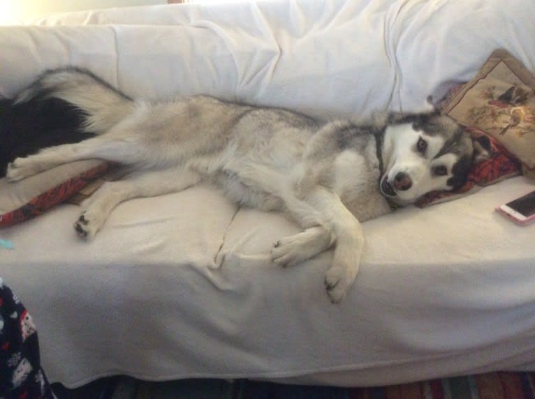 Beowulf, an Alaskan Malamute and Siberian Husky mix tested with EmbarkVet.com