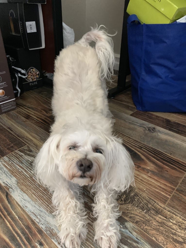 Buddy, a Bichon Frise and Miniature Schnauzer mix tested with EmbarkVet.com