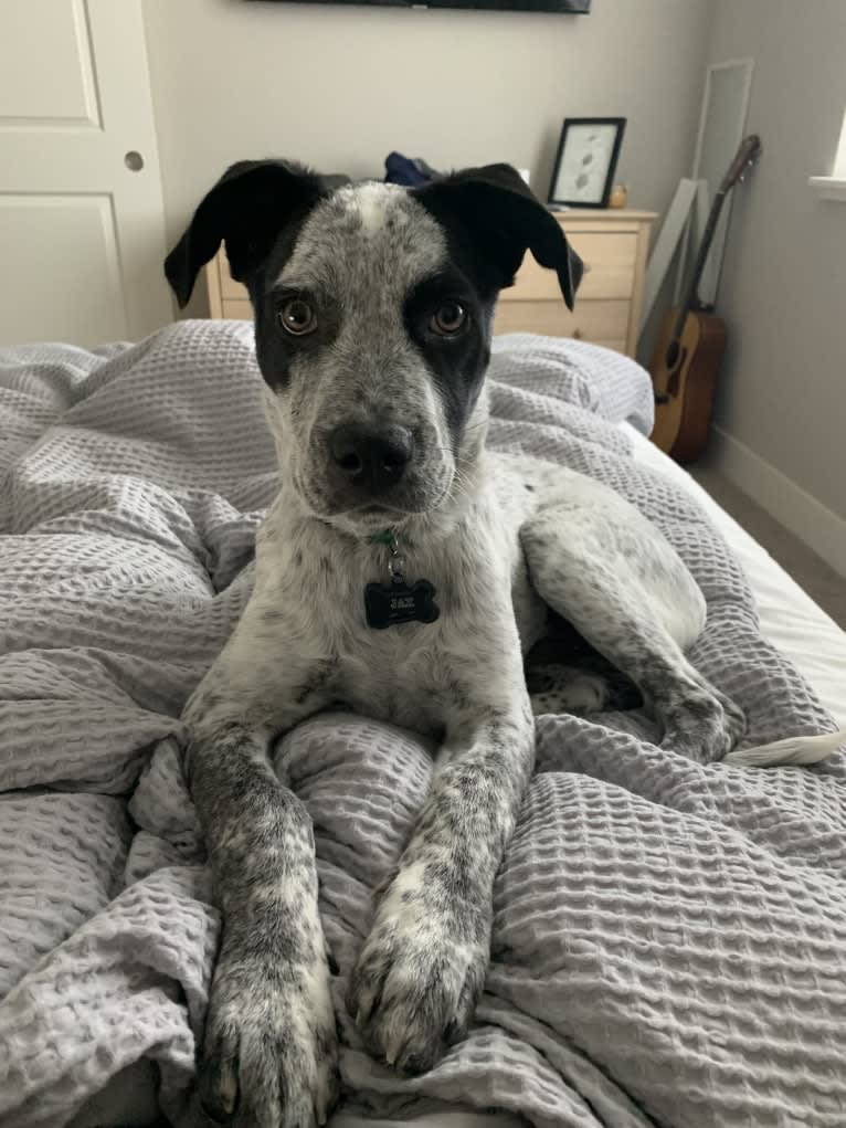 Jax, an American Pit Bull Terrier and Australian Cattle Dog mix tested with EmbarkVet.com