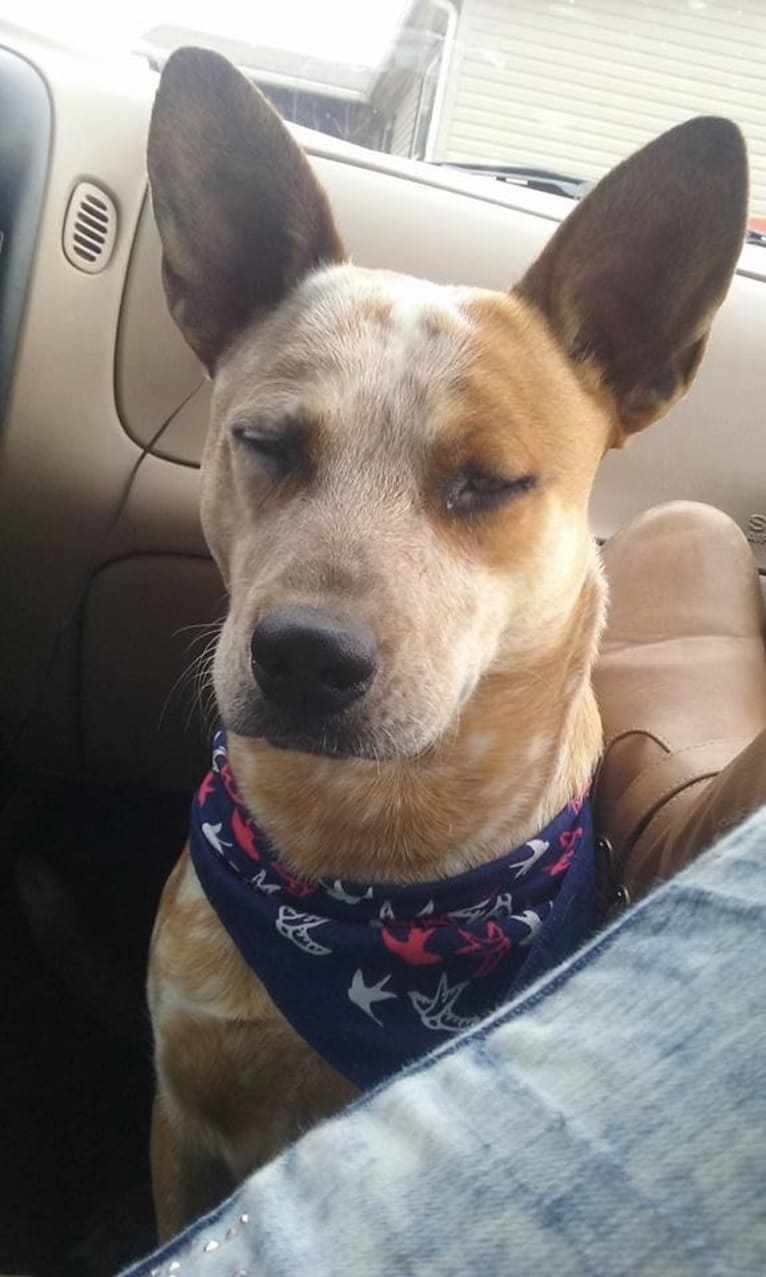 Frost, an Australian Cattle Dog tested with EmbarkVet.com