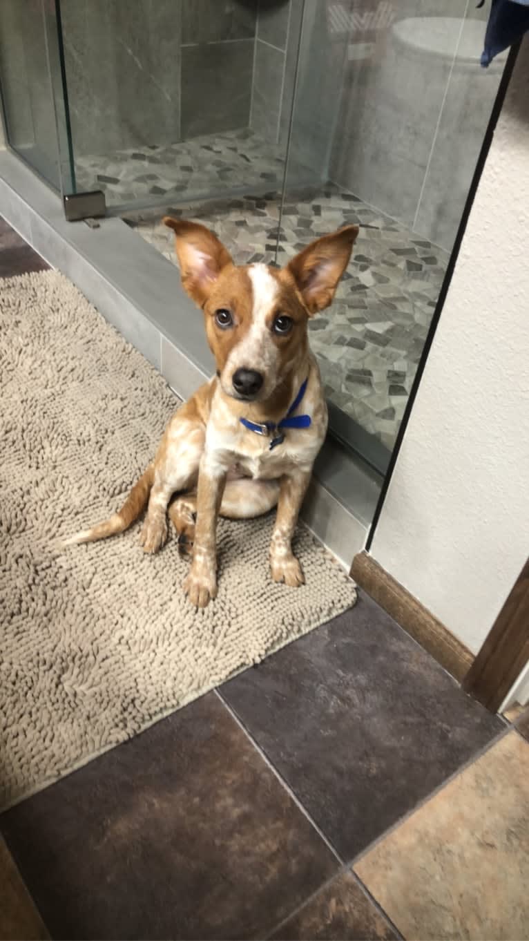 Gabby, an Australian Cattle Dog and American Pit Bull Terrier mix tested with EmbarkVet.com