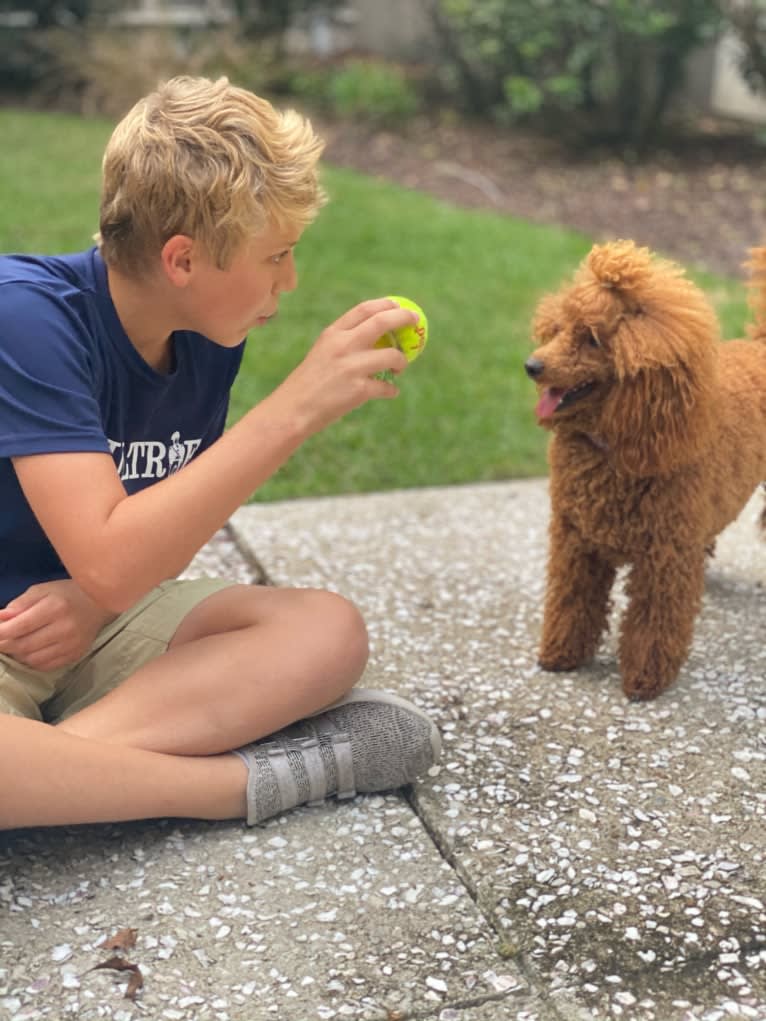 Loki, a Poodle (Small) tested with EmbarkVet.com