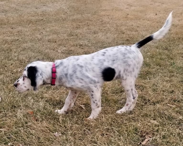 Shelby, a Llewellin Setter tested with EmbarkVet.com