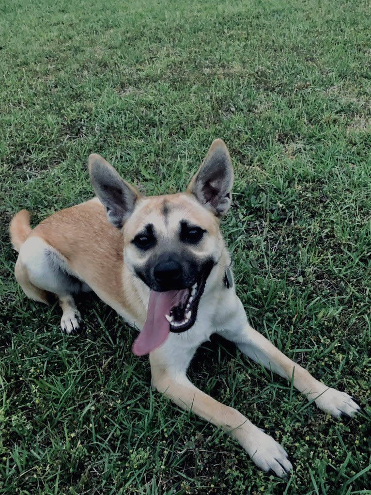 Diesel, a Chihuahua and German Shepherd Dog mix tested with EmbarkVet.com
