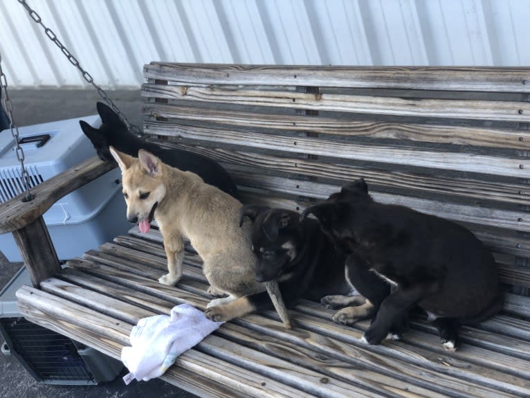 Alaska, a German Shepherd Dog and American Pit Bull Terrier mix tested with EmbarkVet.com