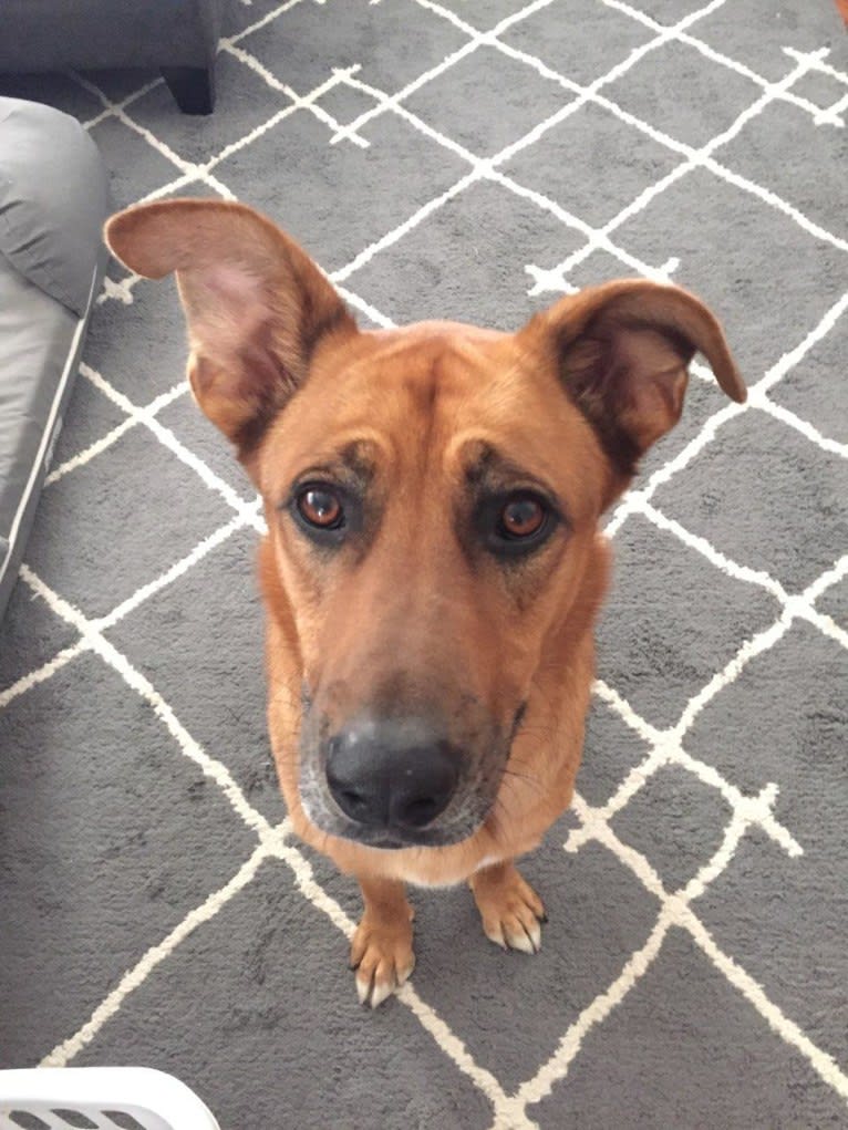 Sarge, a German Shepherd Dog and Rottweiler mix tested with EmbarkVet.com