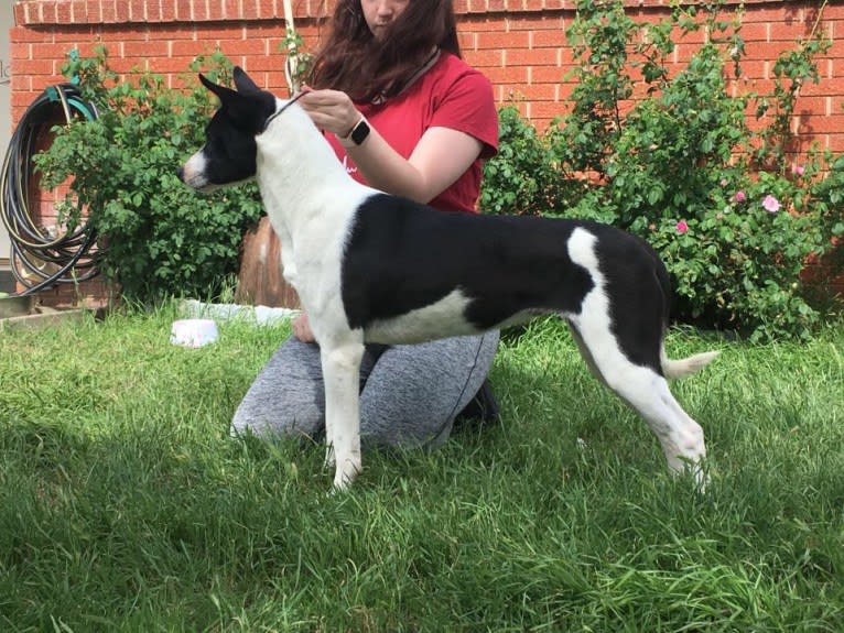 Domino, a Carolina Dog tested with EmbarkVet.com