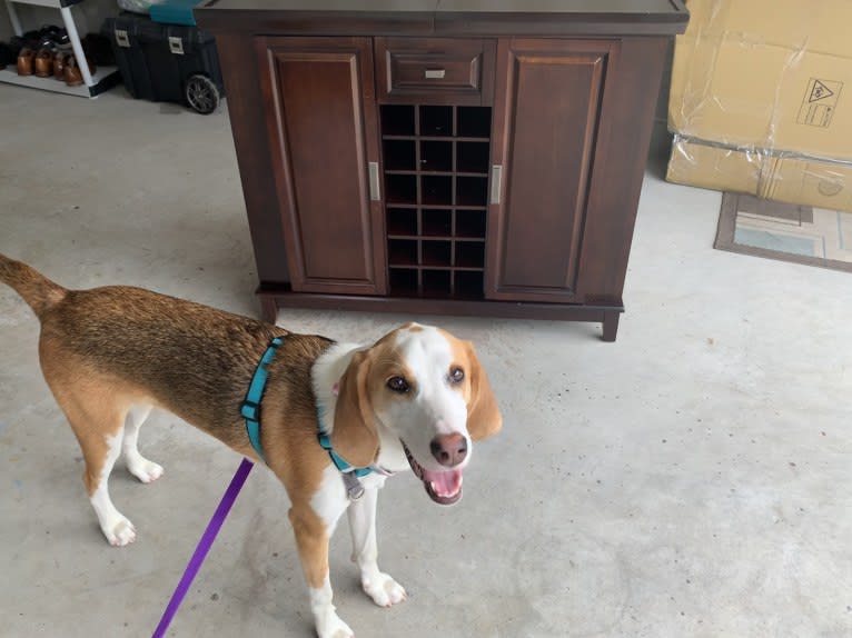 Paco, an American Foxhound tested with EmbarkVet.com